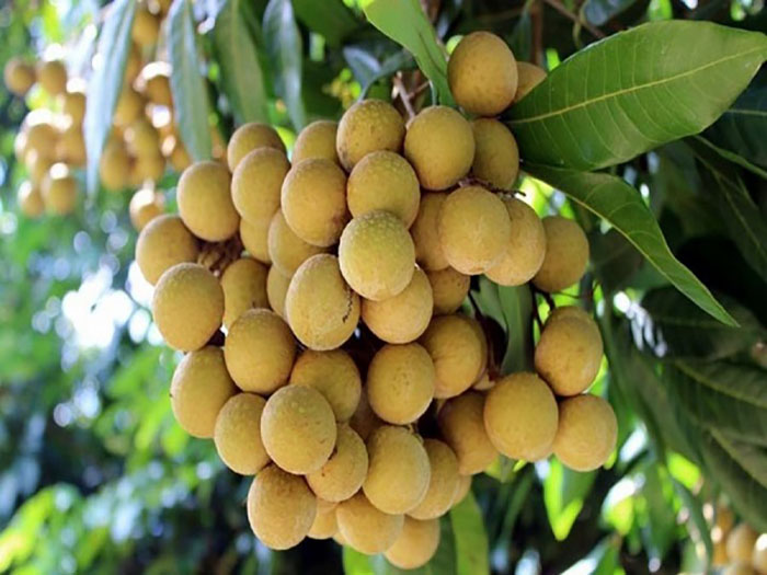 Mơ thấy quả nhãn là điềm lành hay điềm dữ